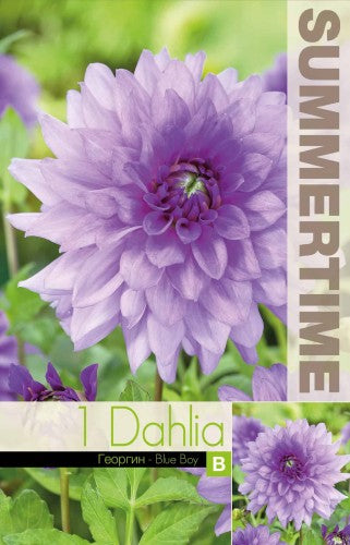 Dekorativ Dahlia 'Blue Boy' 1st
