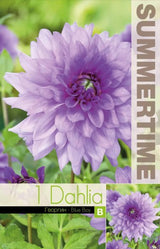 Dekorativ Dahlia 'Blue Boy' 1st