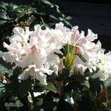Rhododendron 'Cunningham's White' co 30-40cm 3-pack