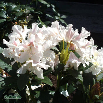 Rhododendron 'Cunningham's White' co 30-40cm 3-pack
