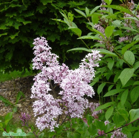 Dvärgsyren 'Palibin' co 1-pack