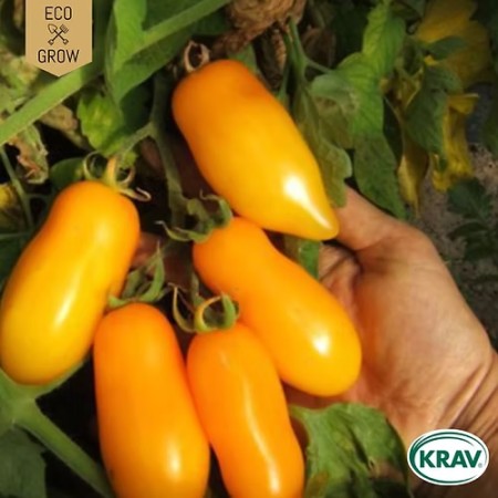 Plommontomat 'Banana Legs' KRAV-märkt