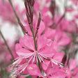 Sommarljus 'Belleza Early Pink' 10,5cm kruka