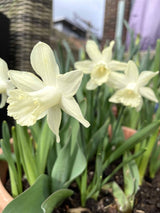 Trumpetnarciss 'Ice Baby' 5st