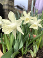Trumpetnarciss 'Ice Baby' 5st