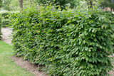 Carpinus betulus, 100-125 cm, 150-pack-Goliat