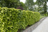 Fagus sylvatica, 125-150 cm, 200-pack-Goliat