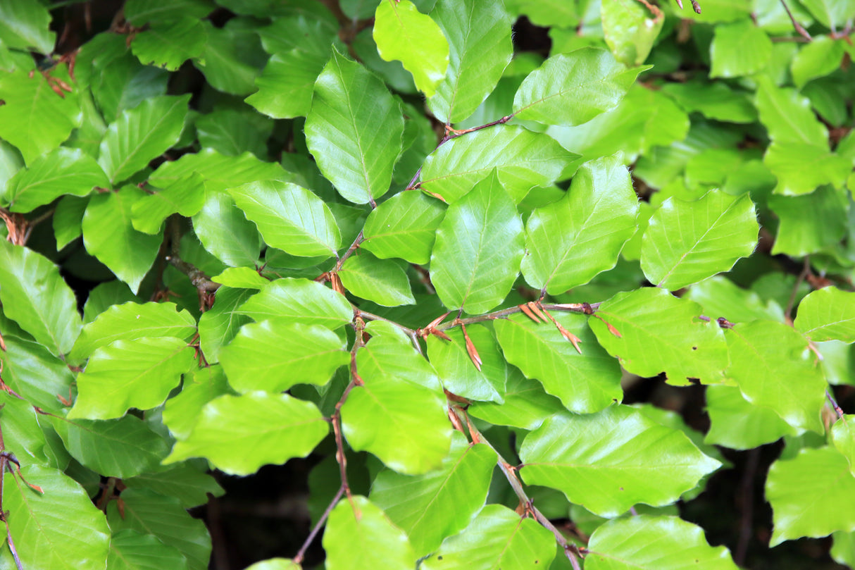 Fagus sylvatica, 125-150 cm, 150-pack-Goliat