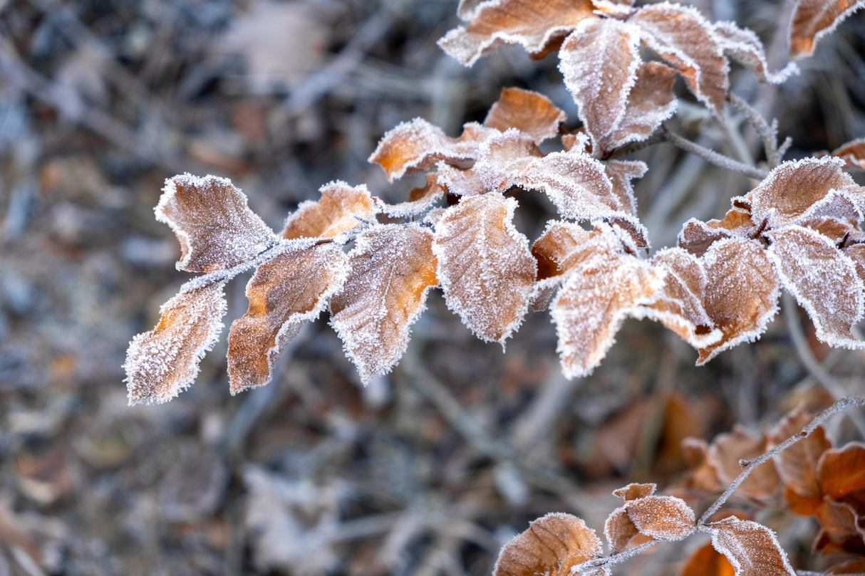 Fagus sylvatica, 125-150 cm, 150-pack-Goliat