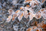 Fagus sylvatica, 125-150 cm, 150-pack-Goliat