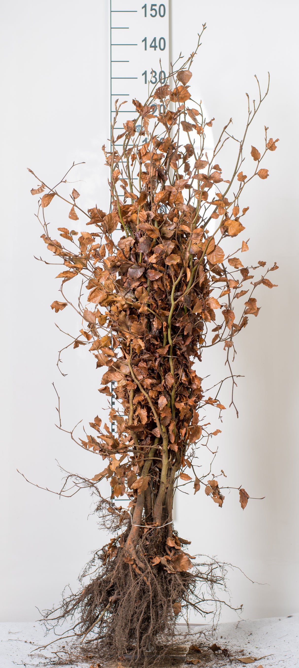 Fagus sylvatica, 125-150 cm, 150-pack-Goliat