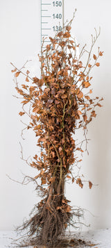 Fagus sylvatica, 125-150 cm, 150-pack-Goliat