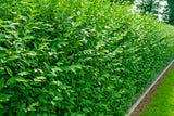 Ligustrum vulg. var. Ital. 'Liga', 125-150 cm, 100-pack-Goliat