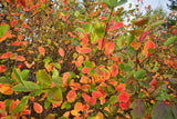 Aronia x prunifolia 'Elata', 60-100 cm, 100-pack-Goliat