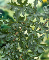 Acer campestre, 50-80 cm, 150-pack
