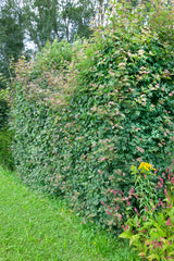 Acer campestre, 50-80 cm, 150-pack