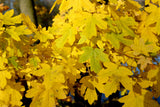 Acer campestre, 50-80 cm, 200-pack
