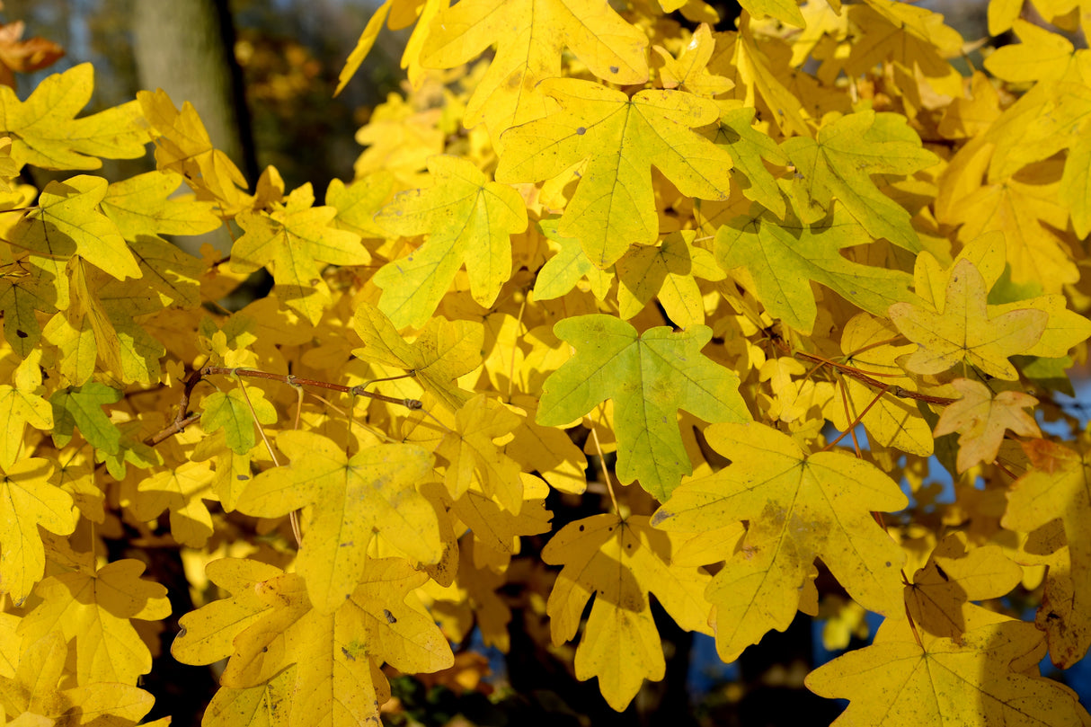 Acer campestre, 50-80 cm, 150-pack
