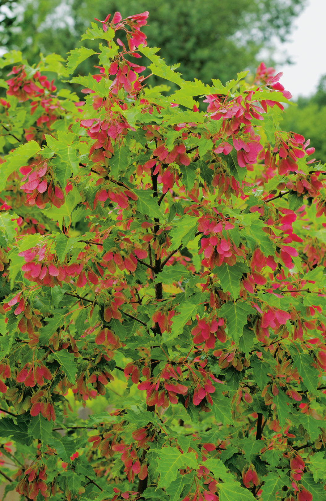 Acer tataricum ssp. ginnala, 50-80 cm, 150-pack