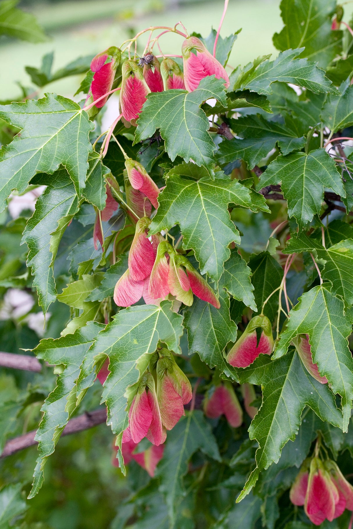 Acer tataricum ssp. ginnala, 50-80 cm, 150-pack