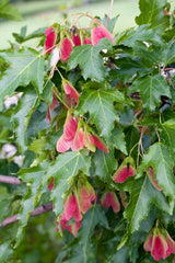 Acer tataricum ssp. ginnala, 50-80 cm, 150-pack