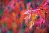 Acer tataricum ssp. ginnala, 50-80 cm, 200-pack