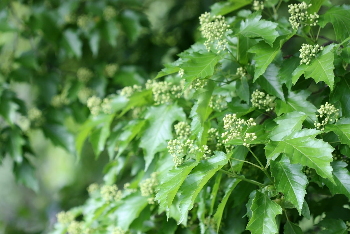Acer tataricum ssp. ginnala, 50-80 cm, 150-pack