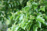 Acer tataricum ssp. ginnala, 50-80 cm, 150-pack