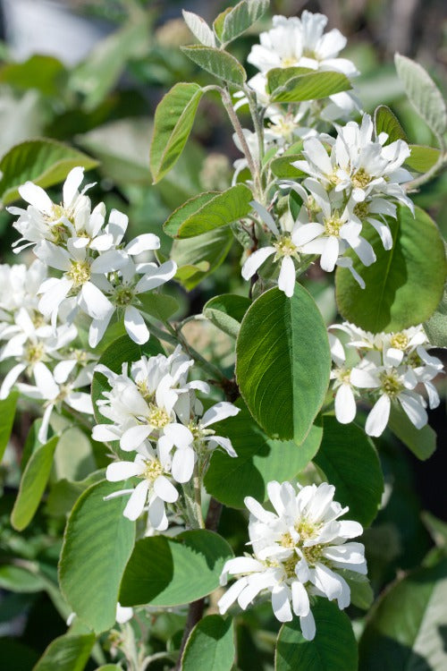 Amelanchier alnifolia, 50-80 cm, 150-pack