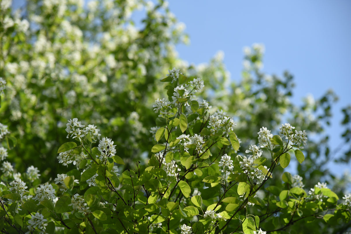 Amelanchier alnifolia, 50-80 cm, 150-pack