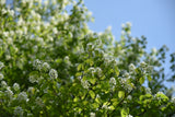 Amelanchier alnifolia, 50-80 cm, 150-pack