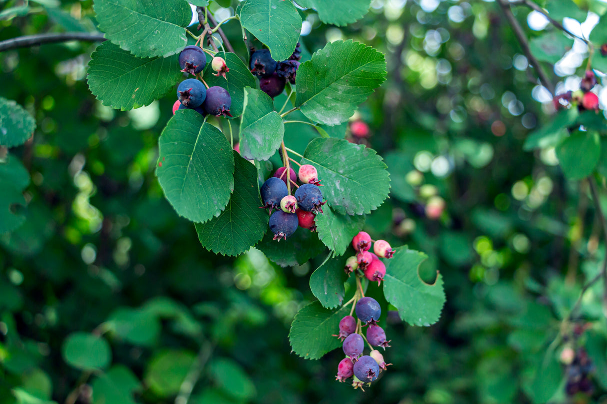 Amelanchier alnifolia, 50-80 cm, 150-pack