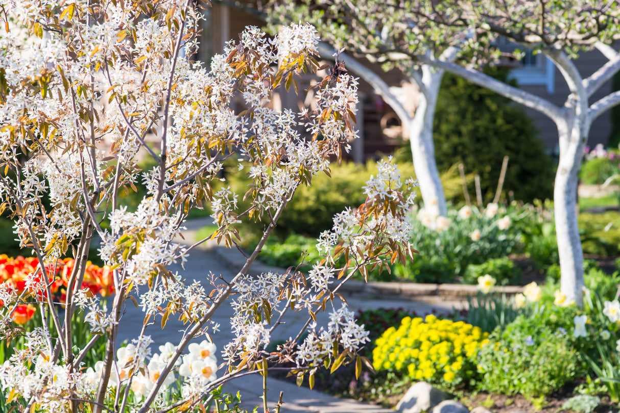 Amelanchier lamarckii, 50-80 cm, 150-pack