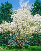 Amelanchier lamarckii, 50-80 cm, 200-pack