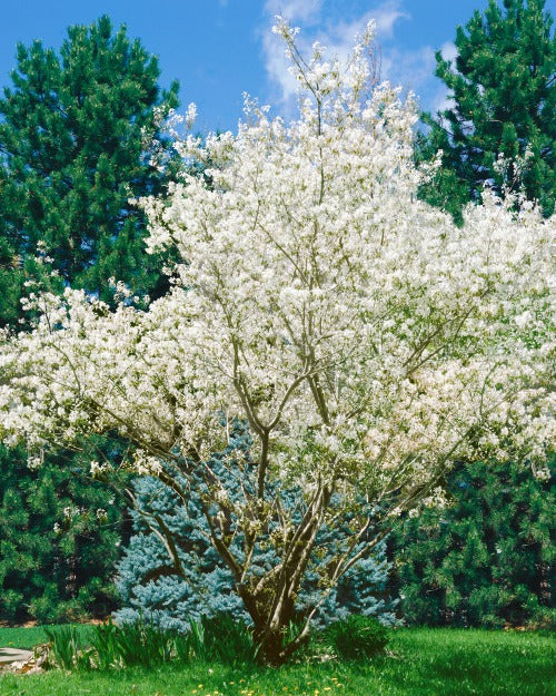 Amelanchier lamarckii, 50-80 cm, 150-pack