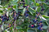 Amelanchier lamarckii, 50-80 cm, 200-pack