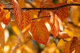 Amelanchier lamarckii, 50-80 cm, 150-pack