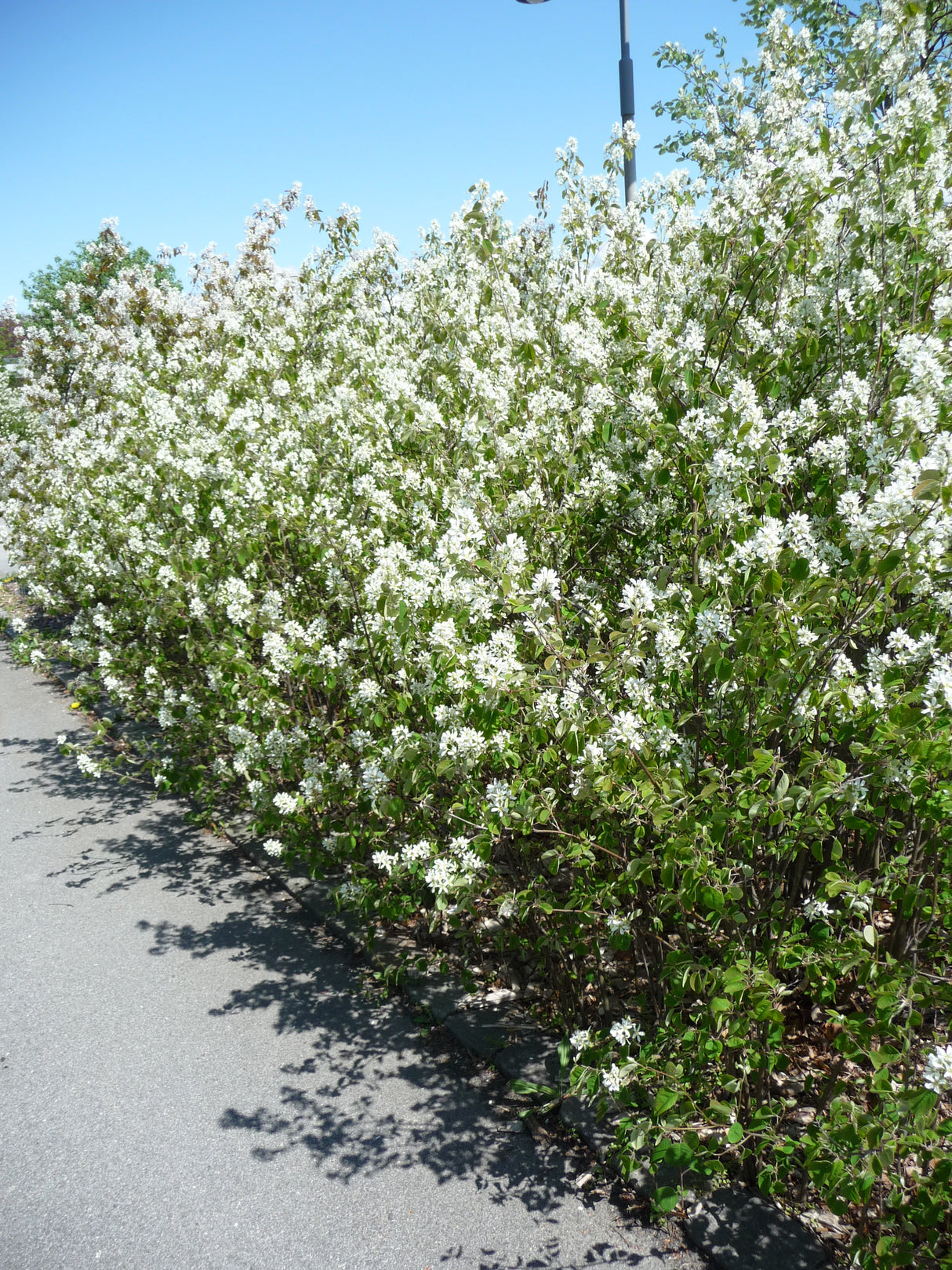 Amelanchier spicata, 50-80 cm, 200-pack