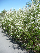 Amelanchier spicata, 50-80 cm, 200-pack