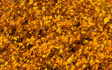 Amelanchier spicata, 50-80 cm, 150-pack