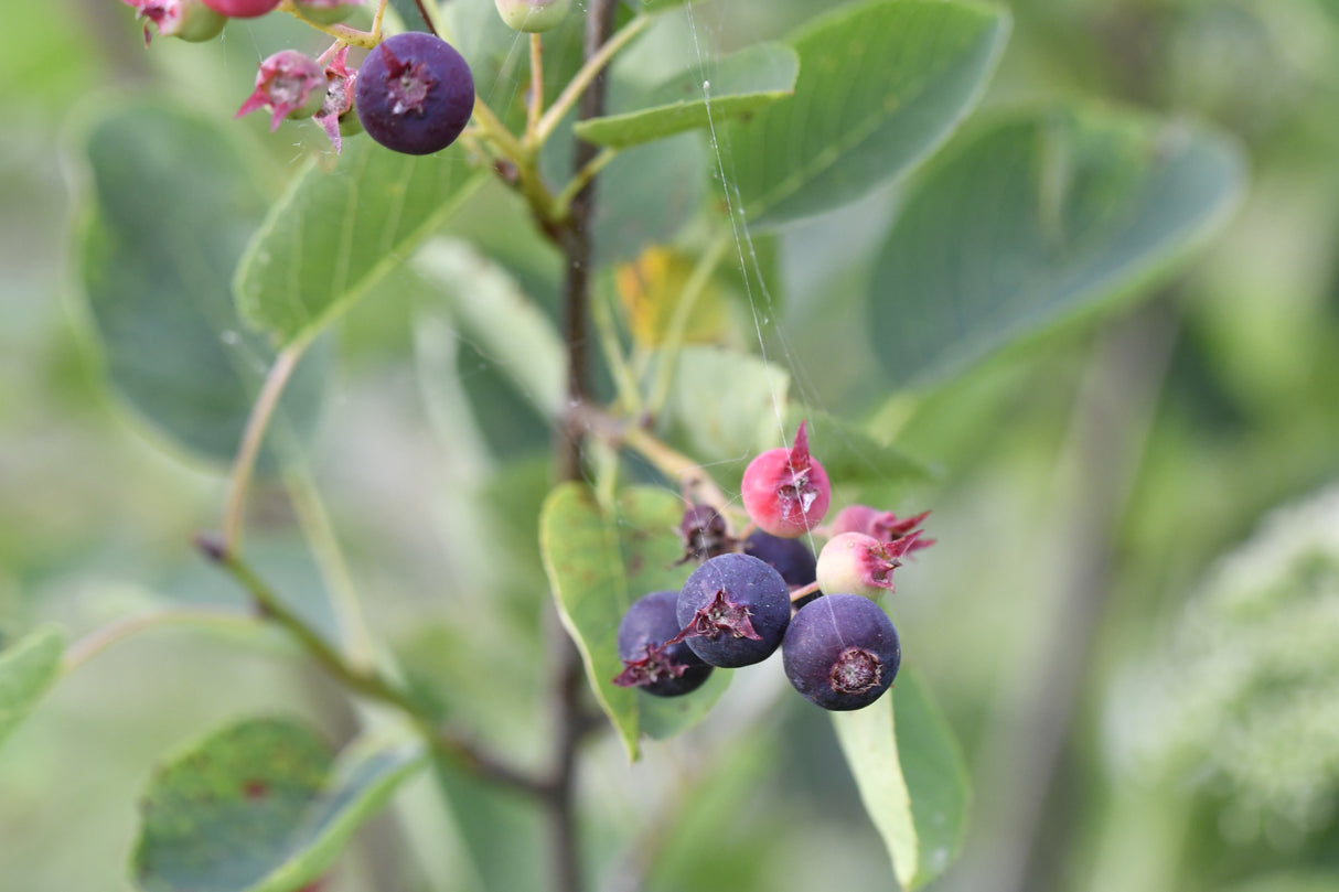 Amelanchier spicata, 50-80 cm, 200-pack