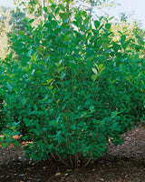 Aronia x prunifolia 'Elata', 30-50 cm, 150-pack
