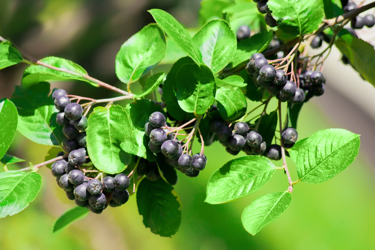 Aronia x prunifolia 'Elata', 30-50 cm, 150-pack