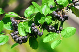 Aronia x prunifolia 'Elata', 30-50 cm, 150-pack