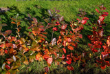 Aronia x prunifolia 'Elata', 30-50 cm, 200-pack