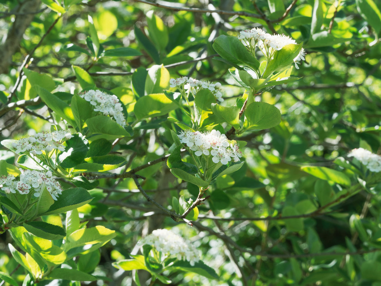 Aronia x prunifolia 'Elata', 30-50 cm, 150-pack