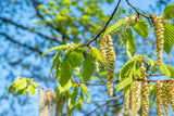 Betula pendula, 60-100 cm, 150-pack
