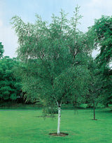 Betula pendula, 60-100 cm, 200-pack