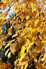 Betula pendula, 60-100 cm, 200-pack