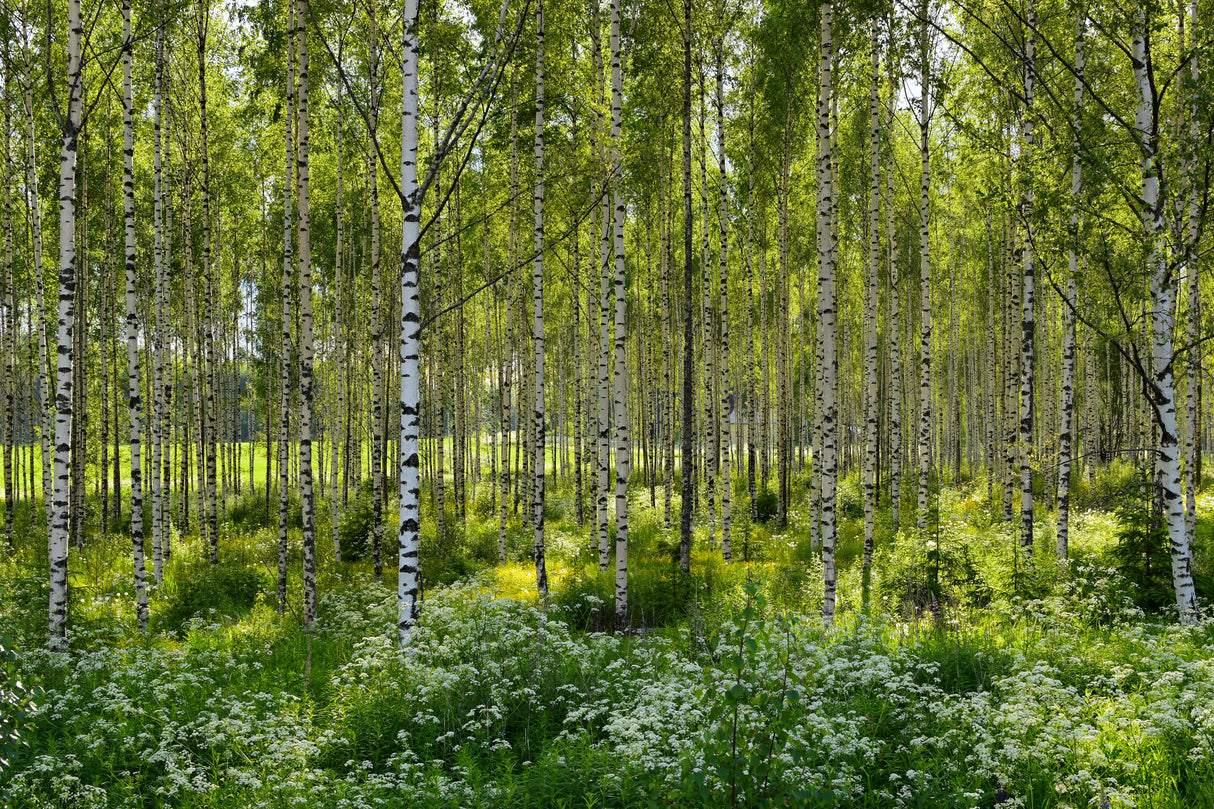 Betula pendula, 60-100 cm, 200-pack